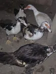 Breeding Stock Ducks for Sale - 5 Available - 3