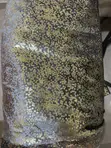 Sequins Fabric - Ash and Gold, 4 Yards - 1
