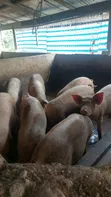 Pigs for Meat - 2