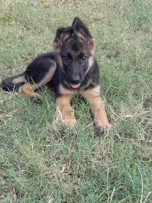 1-3 Month Old Male Purebred German Shepherd Puppy