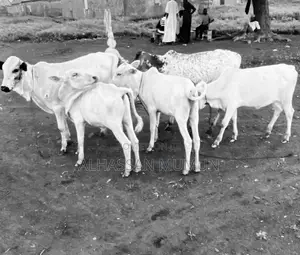 Healthy Cows for Sale - 4 Months Old