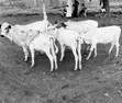 Healthy Cows for Sale - 4 Months Old - 1