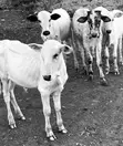 Healthy Cows for Sale - 4 Months Old - 2
