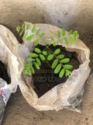 Prekese Seedlings for Sale - Accra