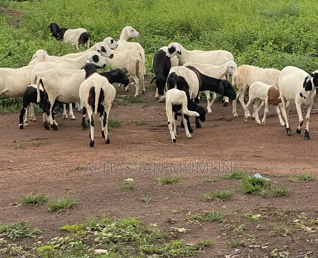 Healthy Sheep for Sale - Gushegu - 1