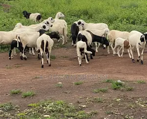 Healthy Sheep for Sale - Gushegu