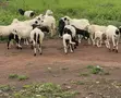 Healthy Sheep for Sale - Gushegu - 1