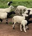 Healthy Sheep for Sale - Gushegu - 2