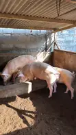 Premium Pig Farm - Live Pigs & Pork - 1