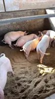 Premium Pig Farm - Live Pigs & Pork - 2
