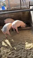 Premium Pig Farm - Live Pigs & Pork - 3