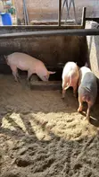 Premium Pig Farm - Live Pigs & Pork - 4