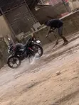 Haojue KA150 Motorcycle 2025 Black - 4