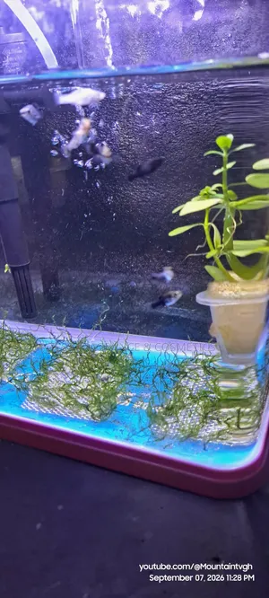 Java Moss Plant
