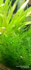 Java Moss Plant - 2