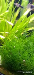 Java Moss Plant - 3