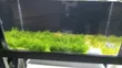 Java Moss Plant - 4