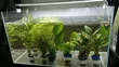 Java Moss Plant - 5