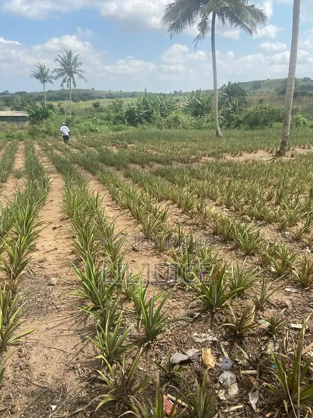 Full Plot of Land for Sale - Adawukwa Road, Kasoa - 1