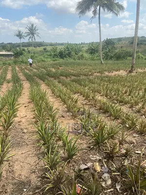 Full Plot of Land for Sale - Adawukwa Road, Kasoa
