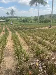 Full Plot of Land for Sale - Adawukwa Road, Kasoa - 1