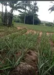 Full Plot of Land for Sale - Adawukwa Road, Kasoa - 2