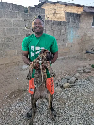 Purebred Boerboel Puppy - 3-6 Months Female