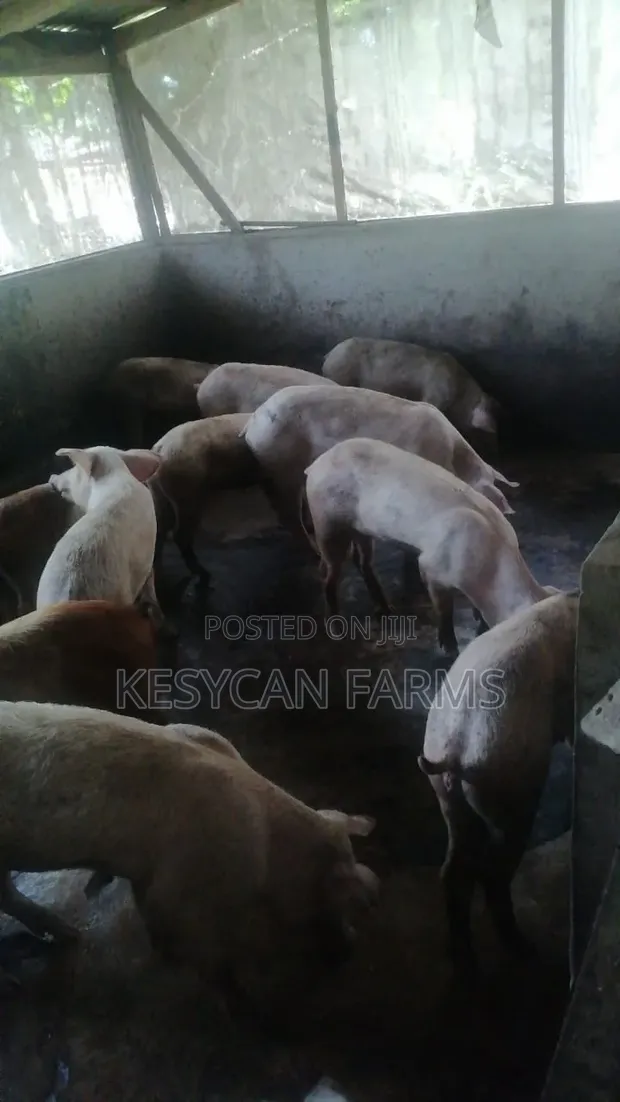 Healthy Piglets - CG36 Breed - 1