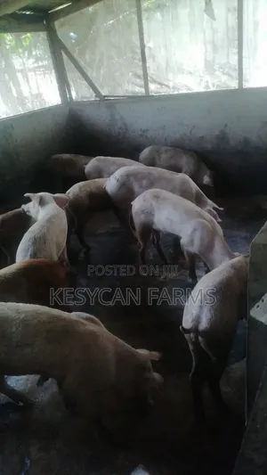 Healthy Piglets - CG36 Breed