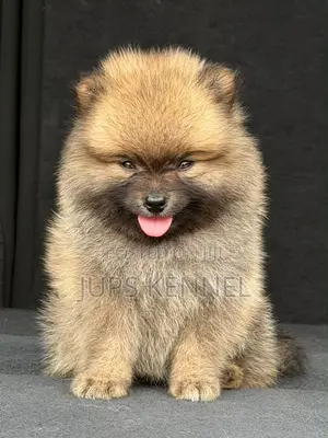 Purebred Pomeranian Puppy - 1-3 Months Old