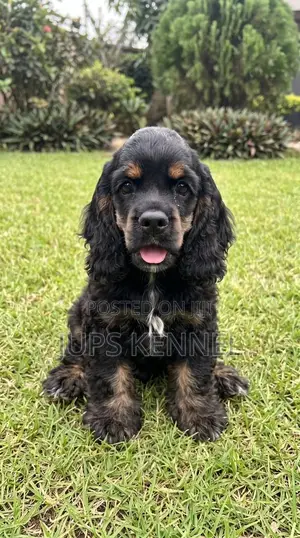 Purebred Cocker Spaniel Puppy - 1-3 Months Old, Female
