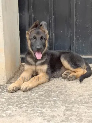 Purebred German Shepherd Puppy (3-6 Months, Male)