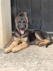 Purebred German Shepherd Puppy (3-6 Months, Male) - 1
