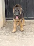 Purebred German Shepherd Puppy (3-6 Months, Male) - 2