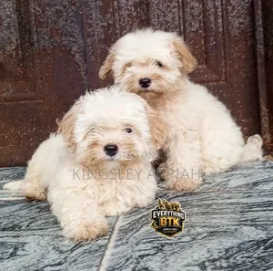 Purebred Female Poodle Puppy (1-3 Months)