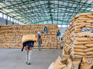 Distributors and Loaders Needed at Cocoa Factory