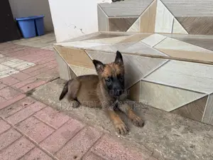 0-1 Month Male Malinois/German Shepherd Mix Puppy