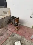 0-1 Month Male Malinois/German Shepherd Mix Puppy - 2