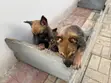 0-1 Month Male Malinois/German Shepherd Mix Puppy - 3