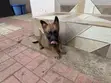 0-1 Month Male Malinois/German Shepherd Mix Puppy - 4