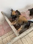 0-1 Month Male Malinois/German Shepherd Mix Puppy - 5