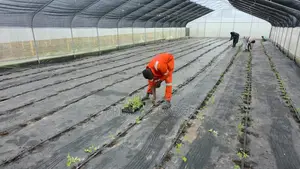 Greenhouse Fabrication and Installation