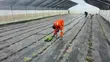 Greenhouse Fabrication and Installation - 1