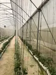Greenhouse Fabrication and Installation - 4