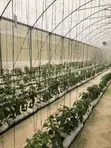 Greenhouse Fabrication and Installation - 5