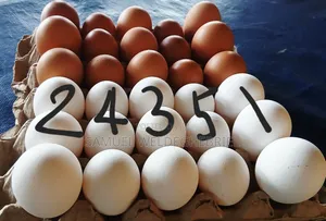 Fresh Chicken Eggs