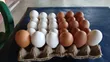 Fresh Chicken Eggs - 3