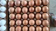 Fresh Chicken Eggs - 5