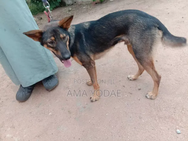 6-12 Month Male Purebred German Shepherd - 1