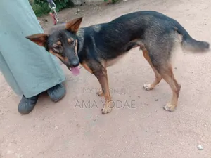 6-12 Month Male Purebred German Shepherd
